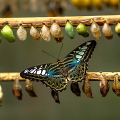 Exploring the nature of depth transformation and emergent community