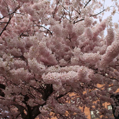 Shatteredstar (ft.nezzy)