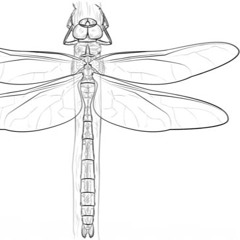 Acsa - Paranoid Fly (PART ONE)