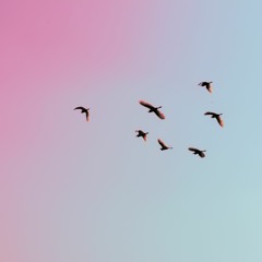 observing birds conversing outside my window (free download)
