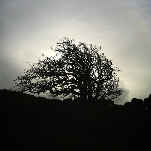 Dartmoor Pony Bones - Deep Time Volume 2