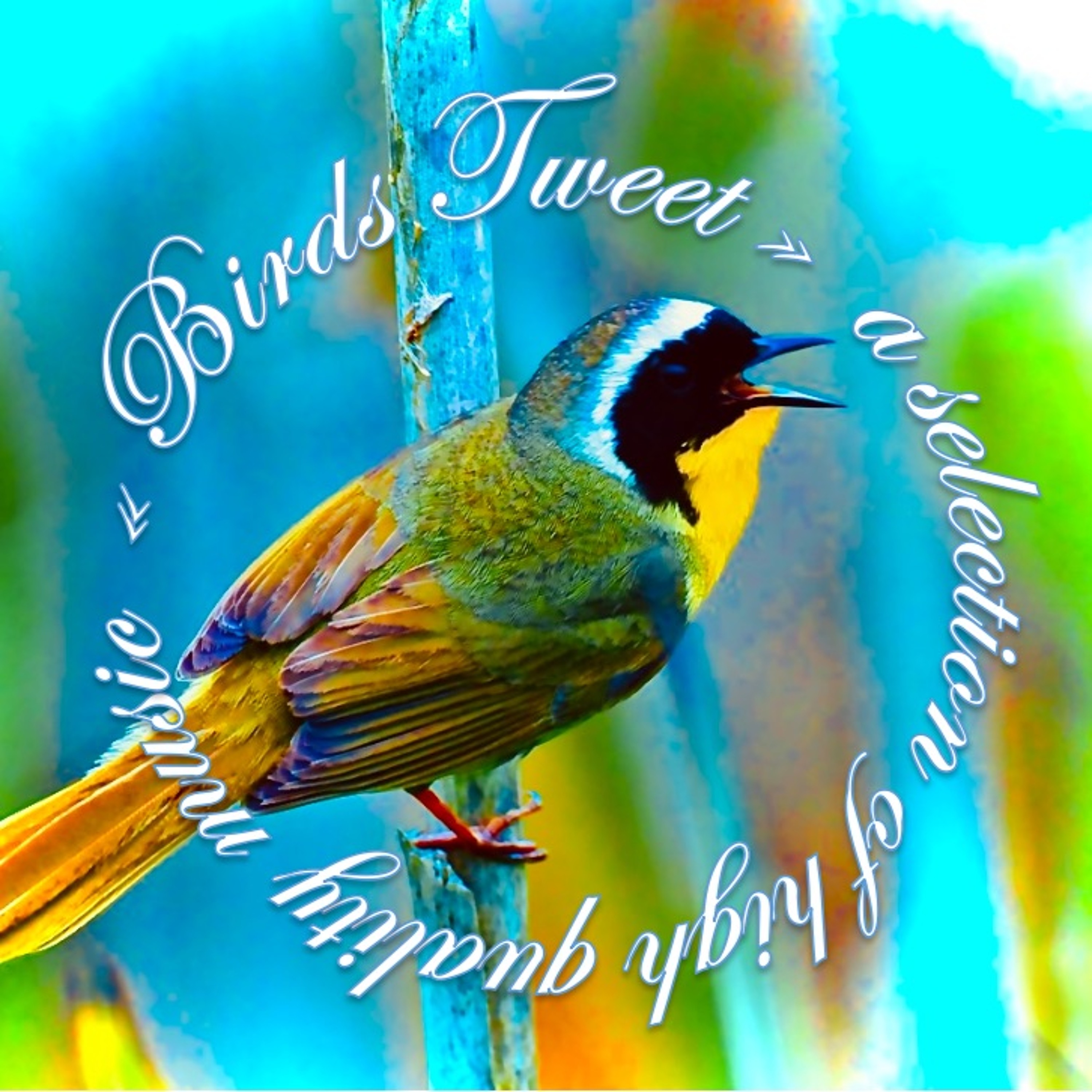 BIRDS TWEET episode artwork