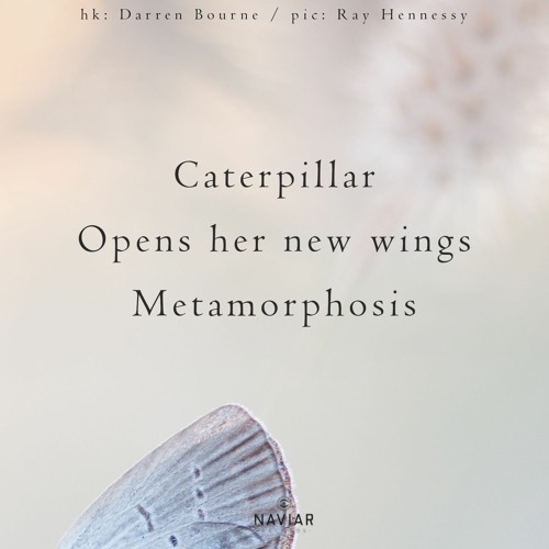 haiku #503: Caterpillar / Opens her new wings / Metamorphosis