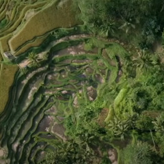 بالي.. تناغم الطبيعة والروح