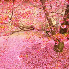 OUR FALLEN BLOSSOM