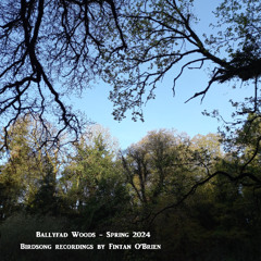 Ballyfad Woods (1) - Spring 2024