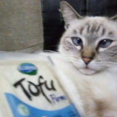 O nome dela é Tofu