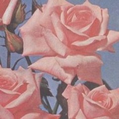 roses! (prod gosha)