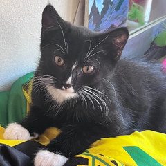 czg freestyle prod. psyicidelia