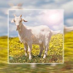 JesusAVGN - Hyperpop хит про козу (prod. Anton Miner)