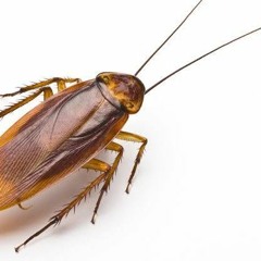 ROACH