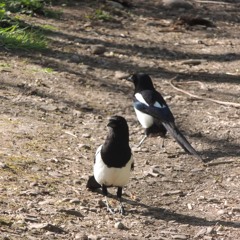 Nature Recordings - 2024 - 06 - 11 18 22 Magpie