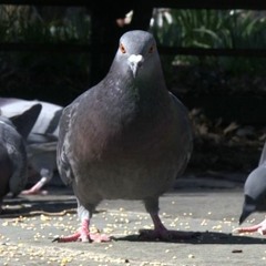 The Pigeon Paradox