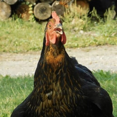 Flightless Birds (original composition)