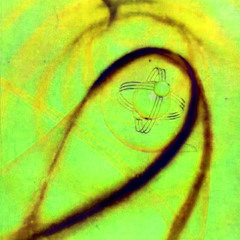 Eridanus