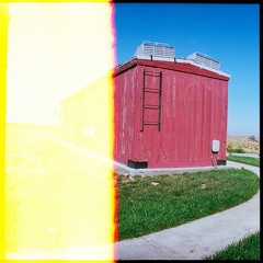 Wildings and Whippets