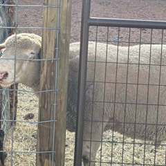 Light as a Sheep