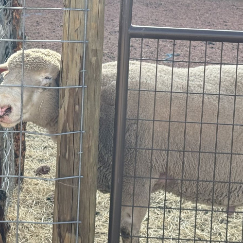 Light as a Sheep