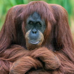 Orangutan Rainforest
