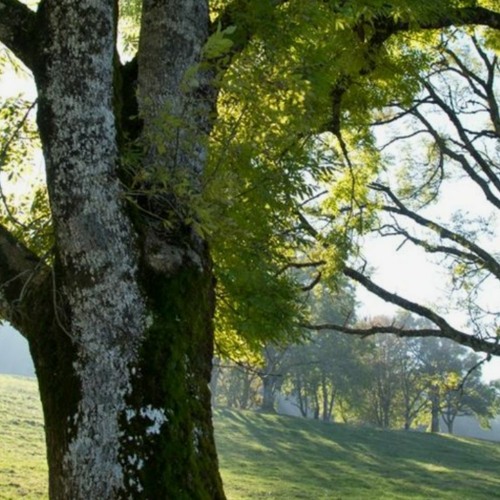 Wandering In The Ash Grove