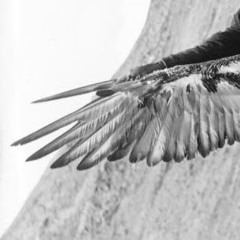 Tuning To The Bird Body