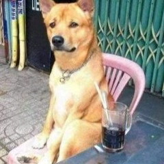 tiếng chó sủa chill và ấm