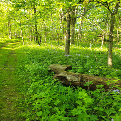 Fieldrecording_Summer_Amb_Woods_Birds