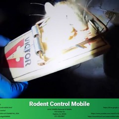 Rodent Control Mobile - AAAC Wildlife Removal of Mobile