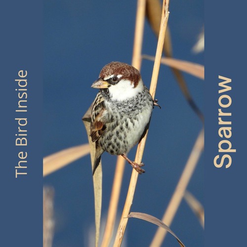 SPARROW