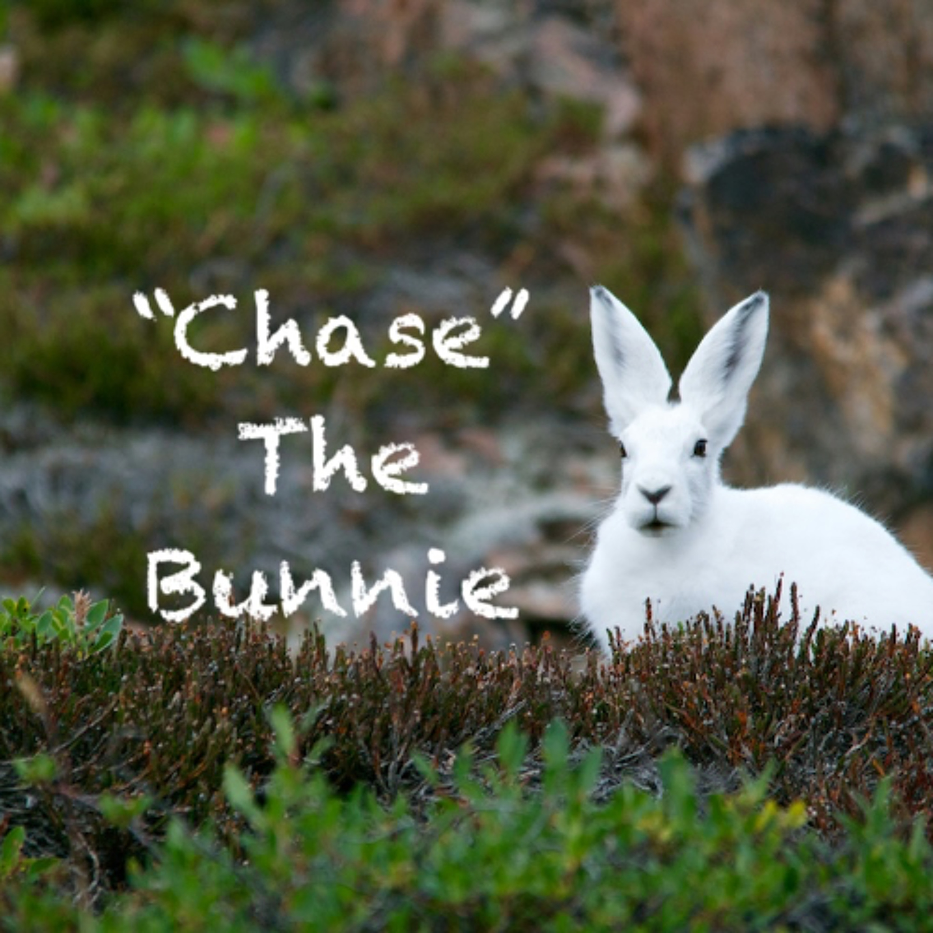 Chase The Bunnie episode artwork