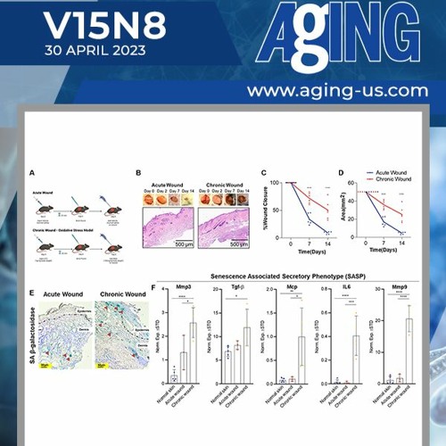 A Chronic Wound Model to Investigate Skin Cellular Senescence