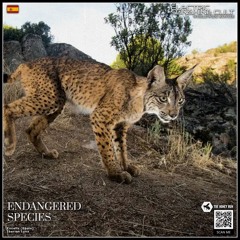EXCELLS - Iberian Lynx (ESC EXCLUSIVE)