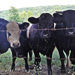 Resonant FFForeboding