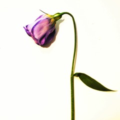 Spari - Shaky (Pre Tape Releases)