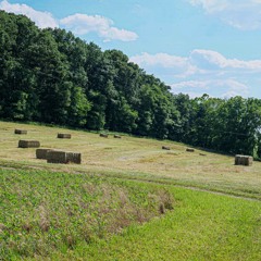 Bitting Farm Dawn Chorus in the Cornfield 6/11/24