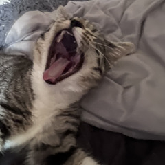 4pawpawthecat