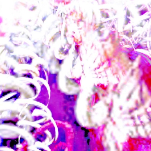 Voice