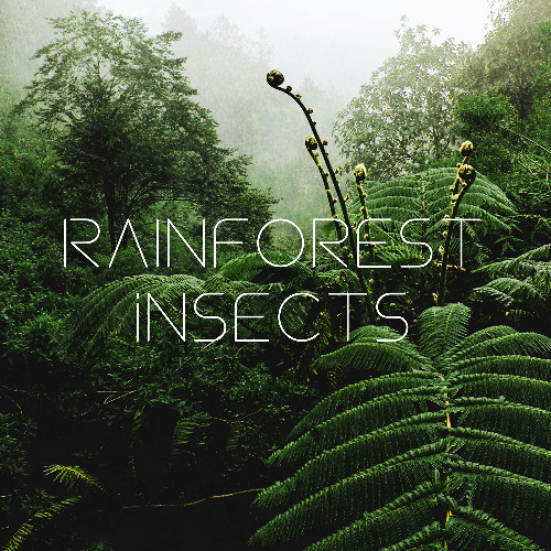Rainforest Insects Preview
