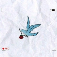 XARISTA_ANAZED - Камеры