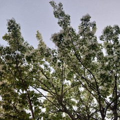 The day cherry blossoms fall