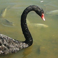 Swan Heavy Techno Mix (Wilswanya)(2024-07-06)