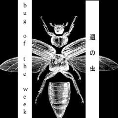 bug of the week