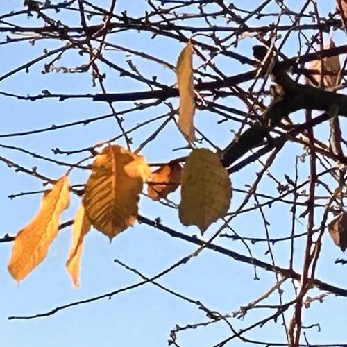 Small bird in iced air.