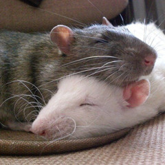 inconsequential | dandelion hands