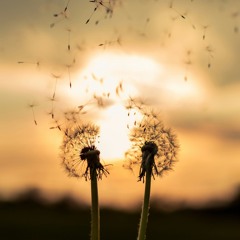 Floating Wishes
