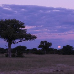 Someday Isle | Purple Moon