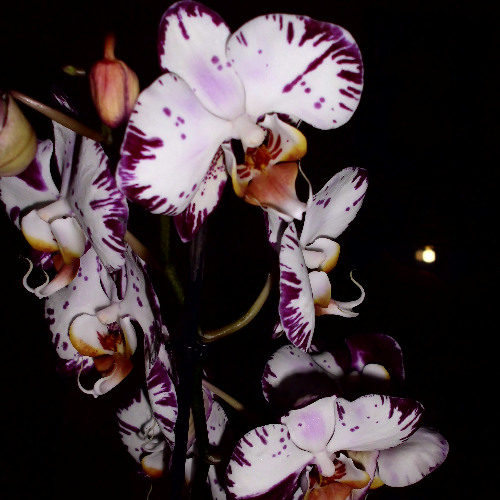 Orchids