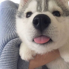 osamason - no reg civil