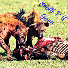 february 1st 2019 (Scotti P X G Gavo)