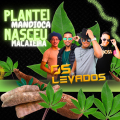 Plantei Mandioca Nasceu Macaxeira